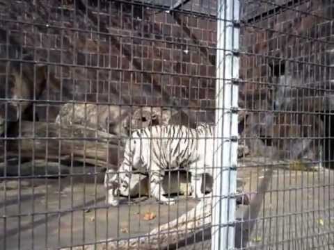 White tiger growls at Omaha Zoo.