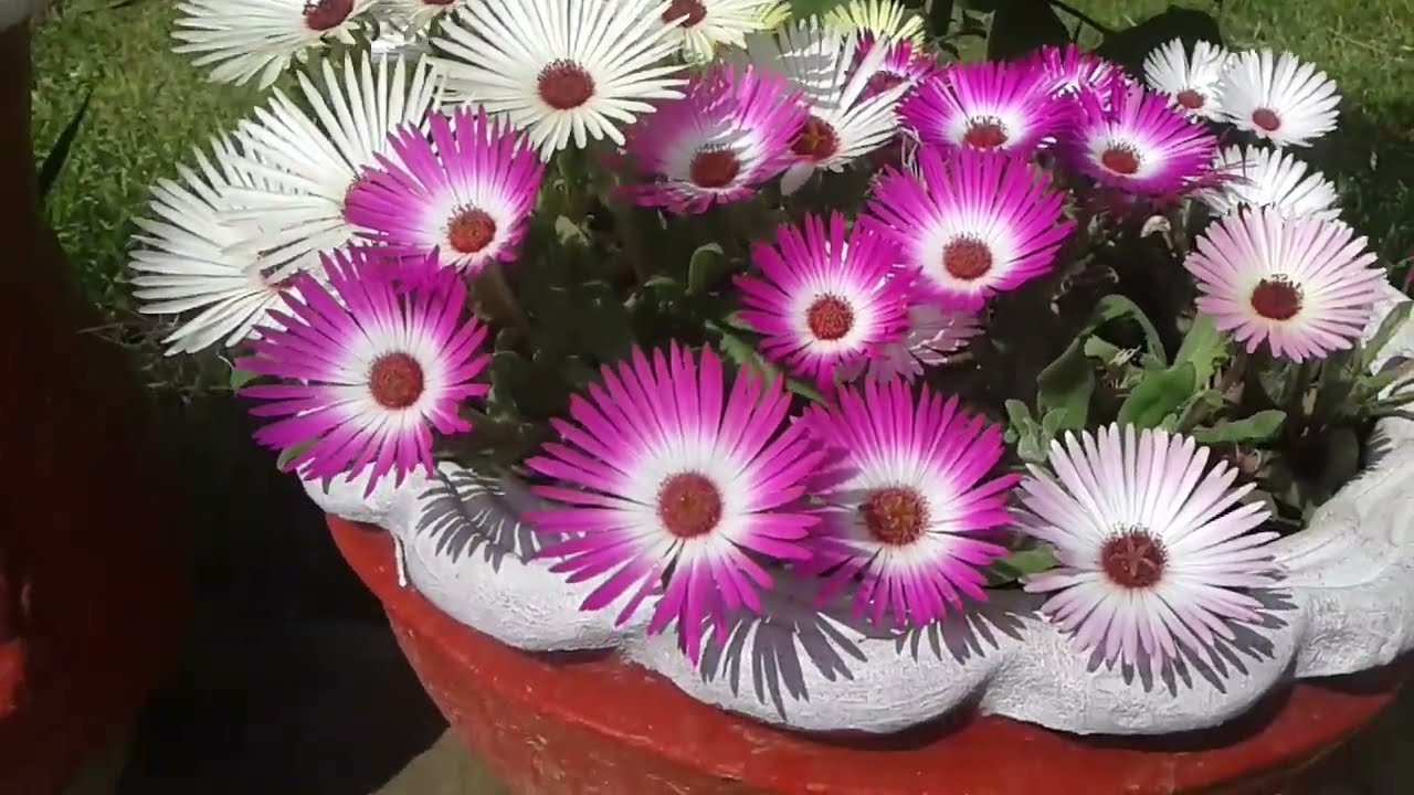 How to grow ice plant at home?  How to grow the beautiful flowers in pot.