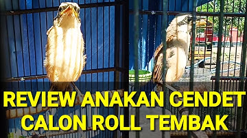 ANAKAN CENDET CALON ROLL TEMBAK || REVIEW