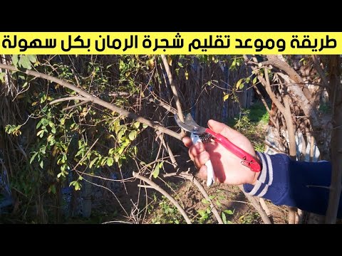 فيديو: تقليم أشجار الرمان: متى وكيف تقليم شجرة الرمان