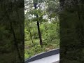 #meditationmusic #relax #relaxingmusic #relaxmindbody #animals #viral_music #shorts