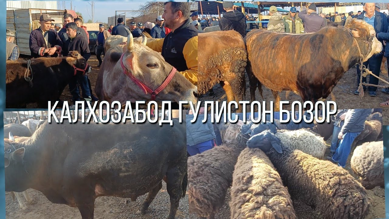 КАЛХОЗАБОД ГУЛИСТОН БОЗОР МОЛ АРЗОН ШИД 
