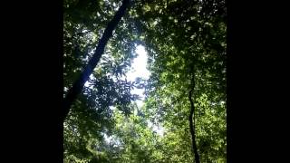 2 queen hives 2013-7-7
