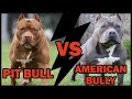 POR ISSO que o AMERICAN BULLY é diferente do PIT BULL...