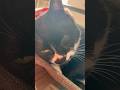 ゴロゴロ音でお返事してくれる甘えん坊猫🐈ハチワレ猫ざきお【猫動画】