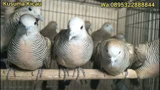 MOST SEARCHED BY KUNG MANIA BECAUSE IT HAS A GOOD MENTALITY AND A LOUD VOICE