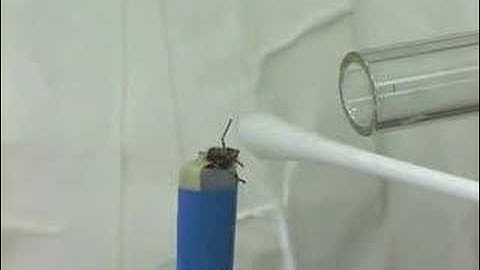 Scientists train honeybees to detect explosives