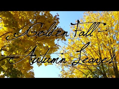 'Golden Fall –