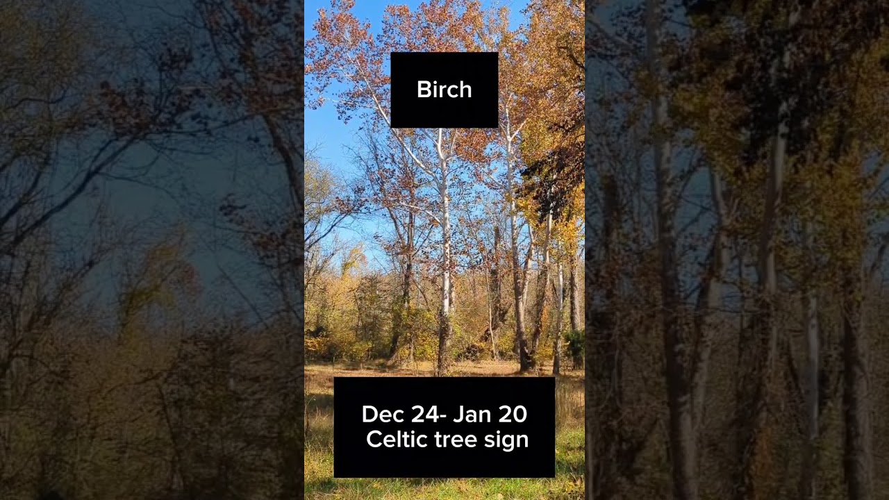 first sign in the Celtic zodiac