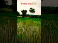paddy crop 🌾🌾 #folksong #telugusongs #song #ytshorts #trending