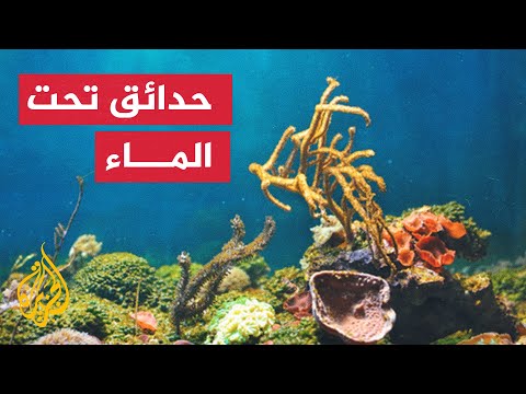 "الحدائق البحرية".. منتجات طازجة تنمو تحت الأمواج