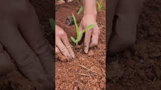 ⛺🔨 Heavy-Duty Ground Anchor Demonstrating Quick Post Installation