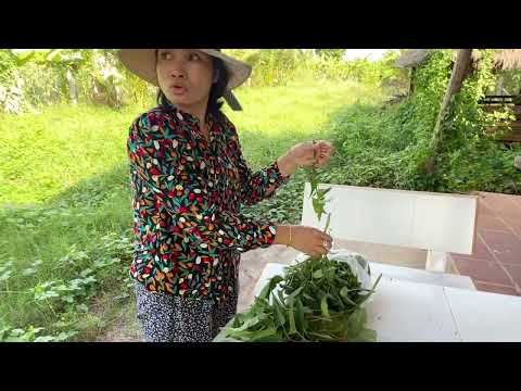ល្ងាចនេះមកចម្ការបេះត្រកួនធម្មជាតិ