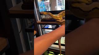 Platinum Sun Tiger Reticulated Python