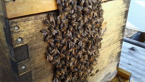 Hive #1 post split check up