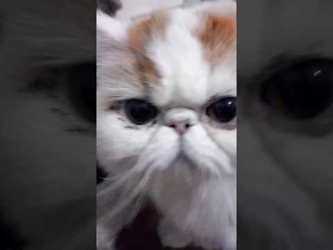 قططي ياتي كميله   