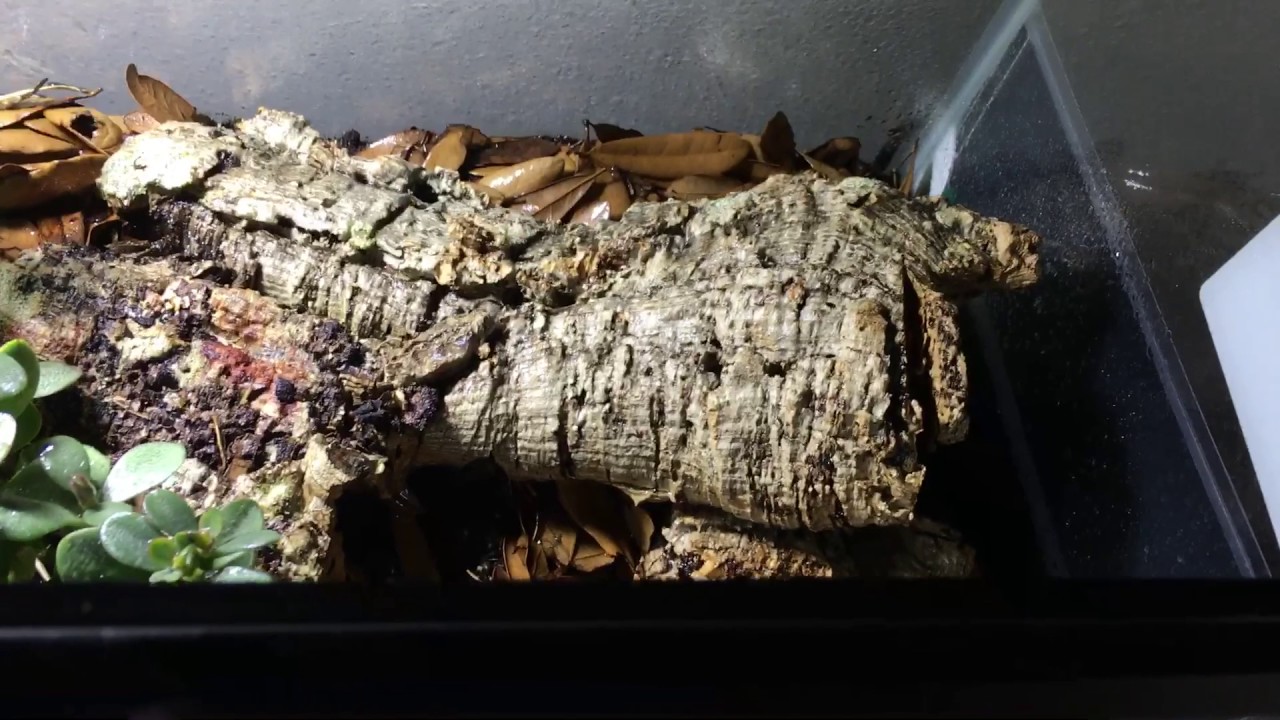 Bioactive Setup Kenyan Sand Boa (3 months) YouTube