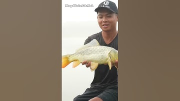 Câu cá chép ngày sương mù #lkhoà #câucáchép #câucá