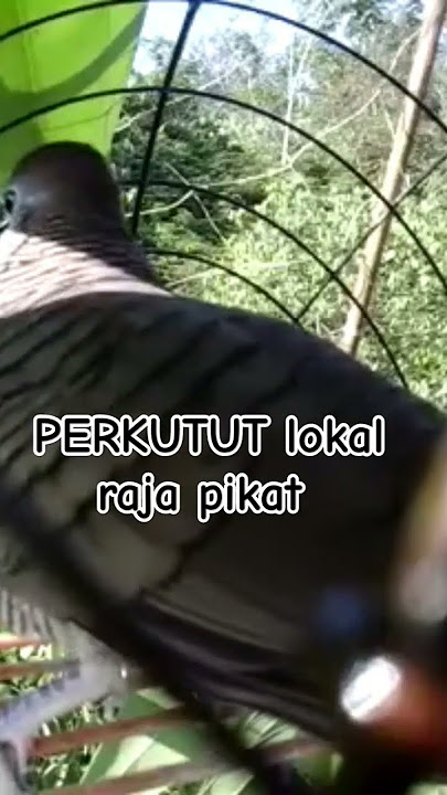 Perkutut lokal gacor RAJA PIKAT ini ahlinya bikin semua burung perkutut gacor nyaut #perkutut