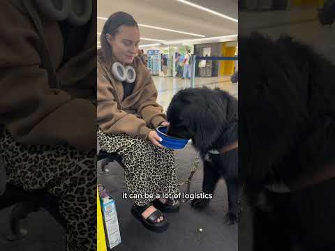 Wanna Travel With Your Dog On An Airplane Here S How 