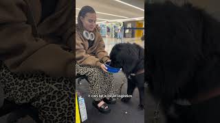 Wanna Travel With Your Dog On An Airplane? Heres How