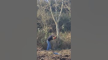 tree cutting redneck style 🤣