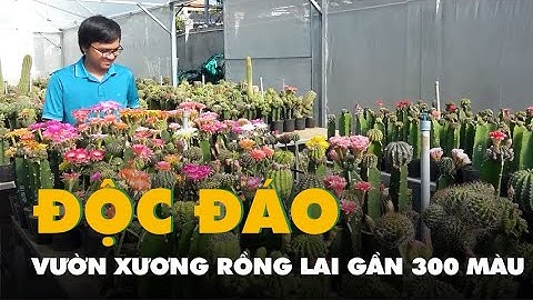 Độc đáo vườn xương rồng lai gần 300 màu sắc