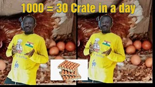 How Many Eggs You Can Get From 1000 /500 Poultry Layers In A Day Profile
