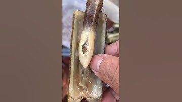 Cách làm sạch cát ốc móng tay Hải Sản Long Xuyên