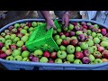 True Homesteading: Fruit harvest and apple cider! 20 Ton Apple Press in Action