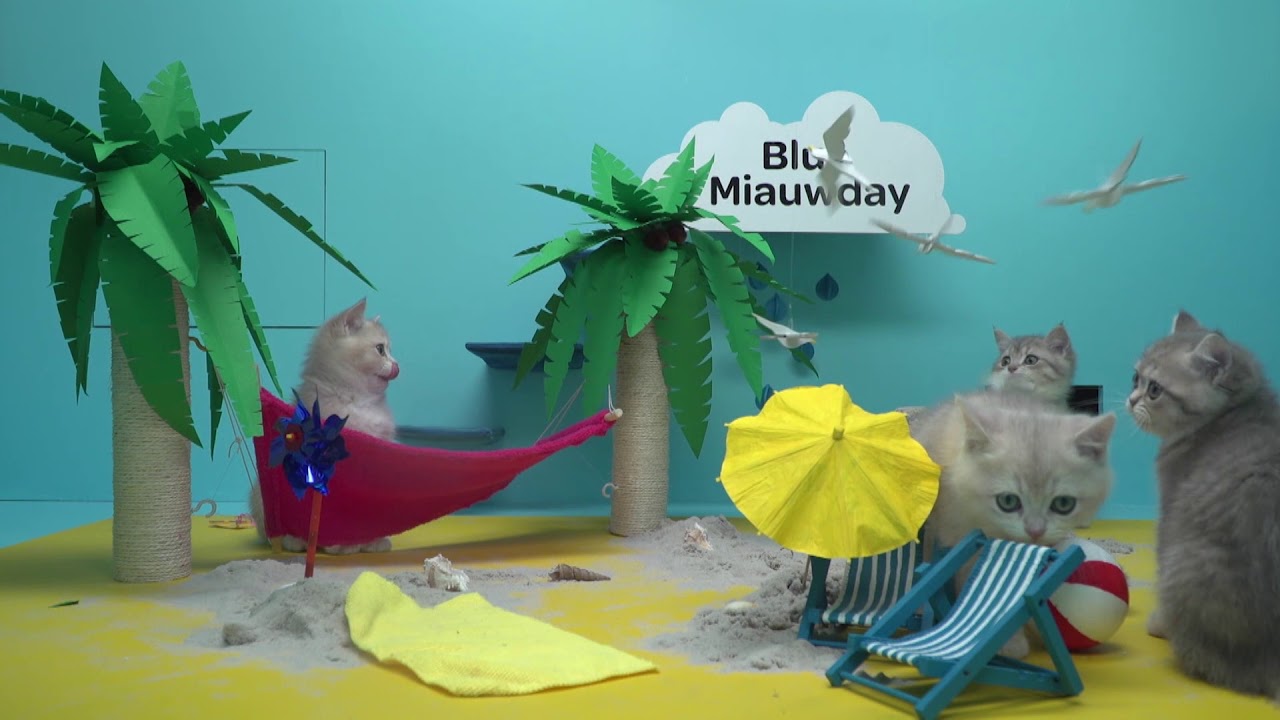 blue meowday by telenet youtube