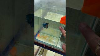 ￼ Breeding time #fish #shorts #turtle #pets