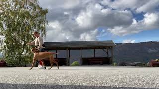 Trav Ved Sida Første Forsøk