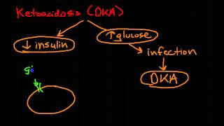 Pathophysiology of Diabetes Mellitus