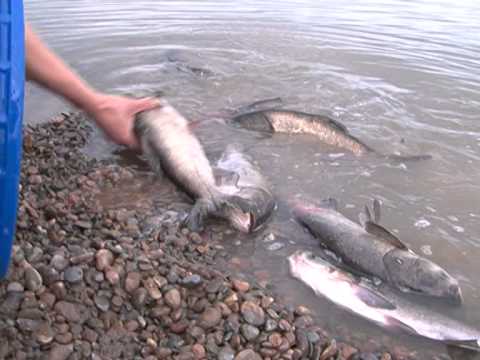 Мясокомбинат озеро Мясокомбинат озеро