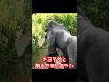 Kiyomasa, a flyer flew by【東山動物園ゴリラ】 #gorilla #higashiyama