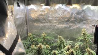 Panama x gg4ril