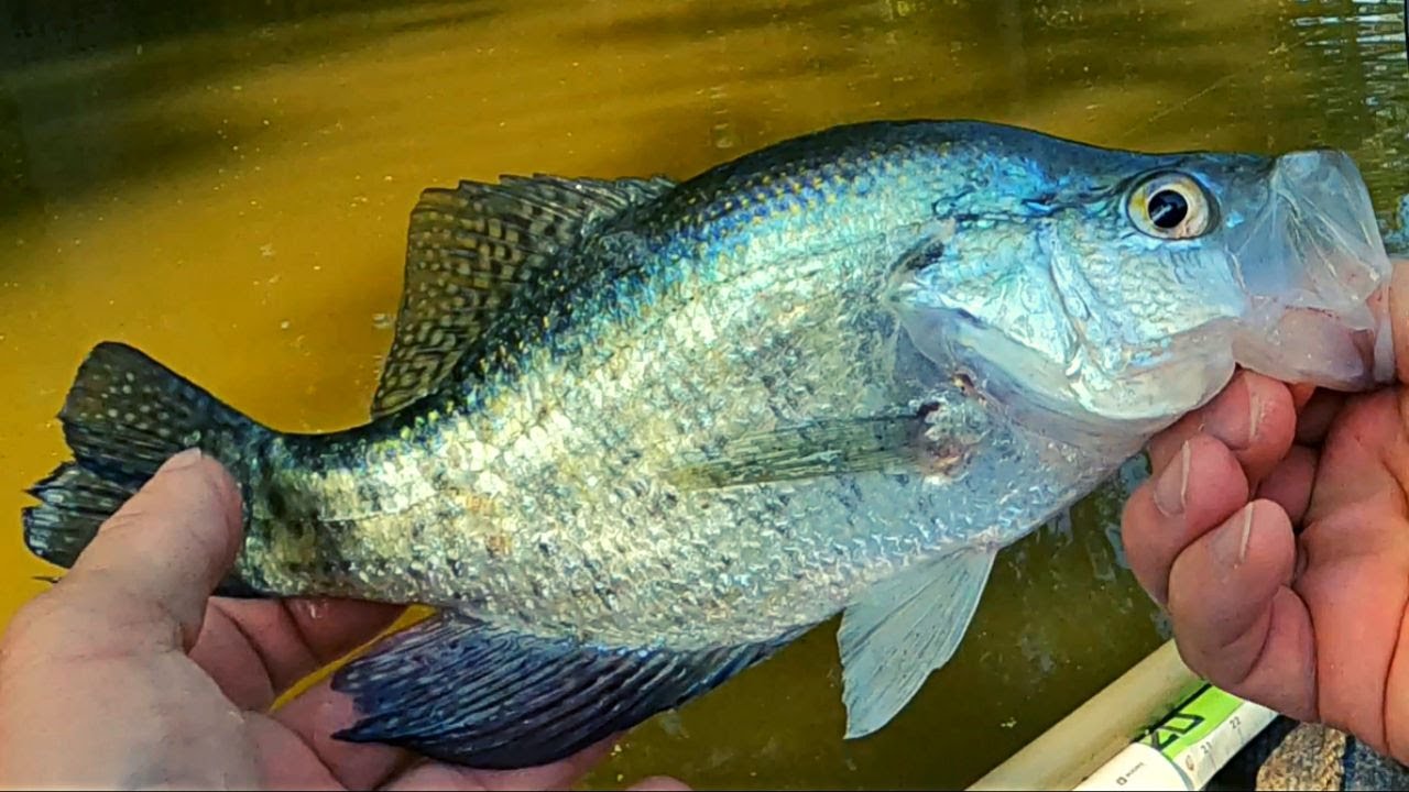 Crappie and a few Bluegill - Crappie fishing 