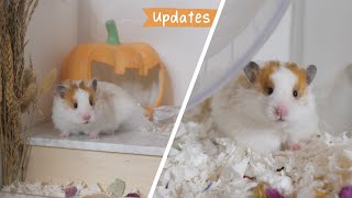 How is Penny doing? | Hamster updates by Victoria Raechel 55,590 views 6 months ago 10 minutes, 57 seconds