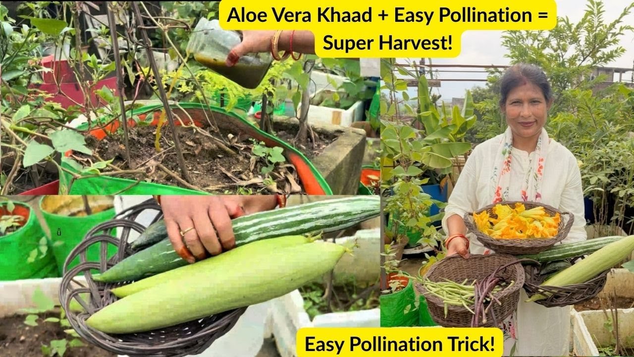 Sabziyon Ki Growth Secrets 🌿 Aloe Vera Khaad + Easy Pollination + Harvesting Tips