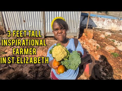 “She Farms Against All Odds/ The Inspiring Story of Conseta in Rural Jamaica” THREE FEET TALL FARMER