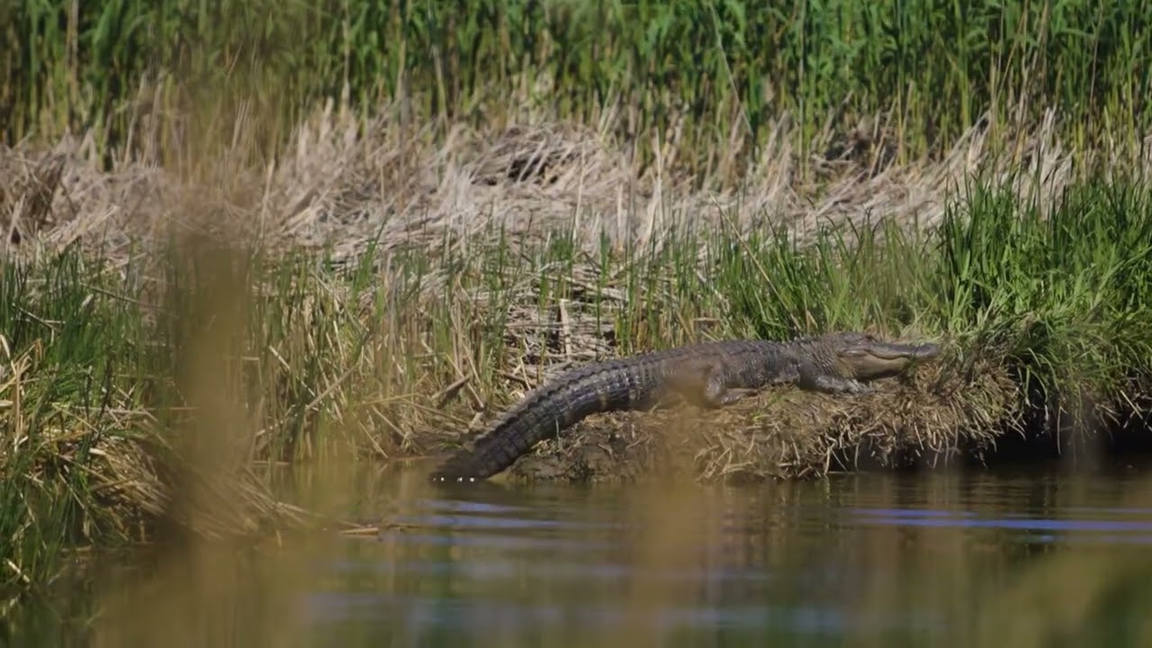 Crosby Land Company Presents: Coles Island, Jasper County, South Carolina