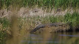 Crosby Land Company Presents: Coles Island, Jasper County, South Carolina