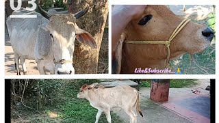 Binjharpuri bachhda🐄 kitna healthy👍 hogaya💪 hai..aur hamare Sani 🐂kitne dino ✌️me bacha dega...🌿🌿 screenshot 4