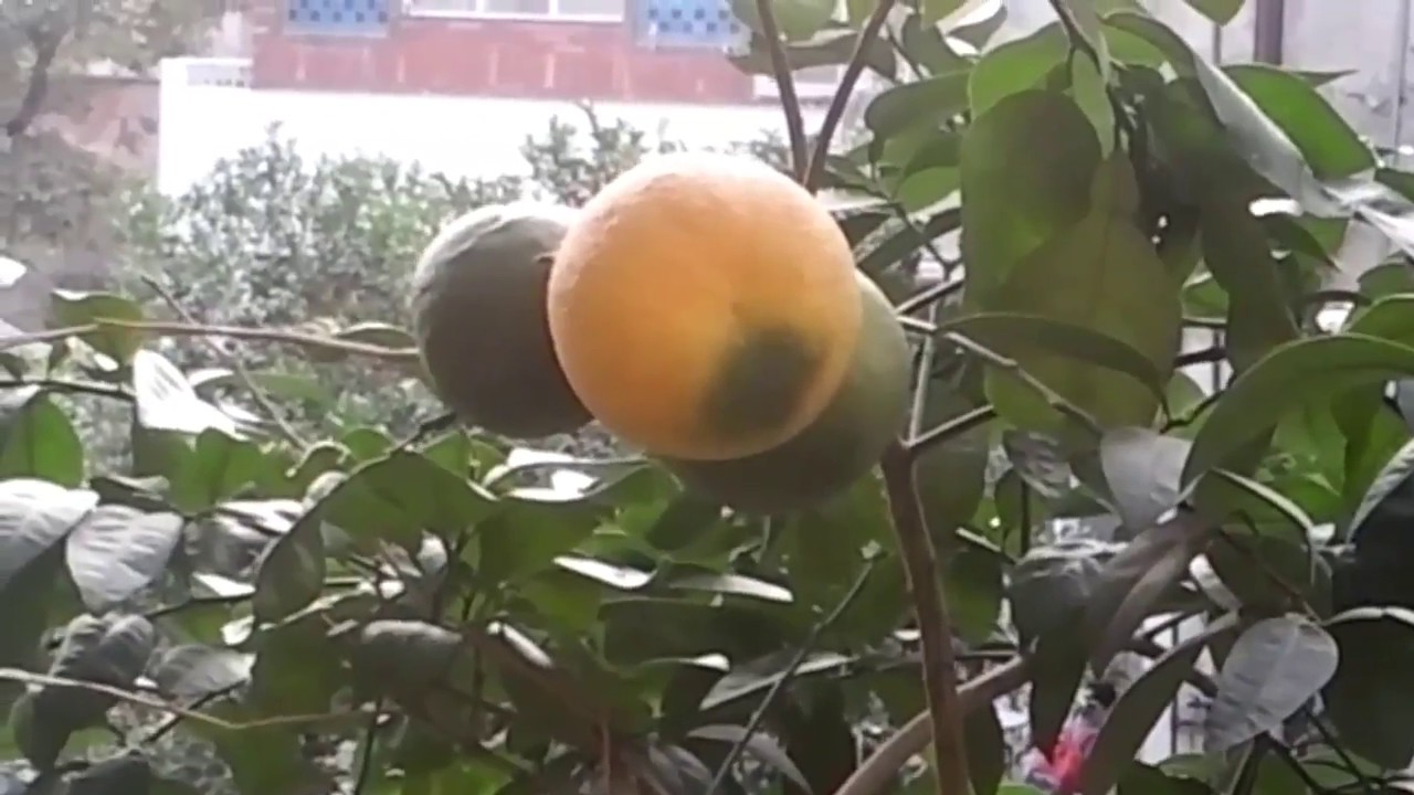 How to care Grapefruit tree at Ripening stage fruit Asim Nawaz Garden
