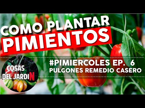 #PIMIERCOLES Ep. 6 Este es el remedio casero más eficiente contra los pulgones y como aplicarlo
