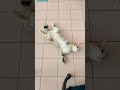 Video pendek detik lucu kucing comel foryou #video Cute Cat Funny moments shortvideo #moments#2026