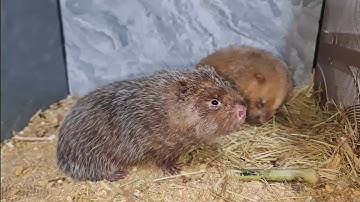 Nuôi Dúi Có Cần Nhận Biết Dúi Động Đực Không, Ghép Đôi Khi Nào | Nguyên Nguyên TM