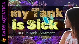 A Bacterial Infection is Killing my Corals | KFC In Tank Treatment