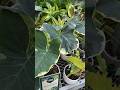 Rare house plants  clearance rack at home depot  houseplants plants plantrescue